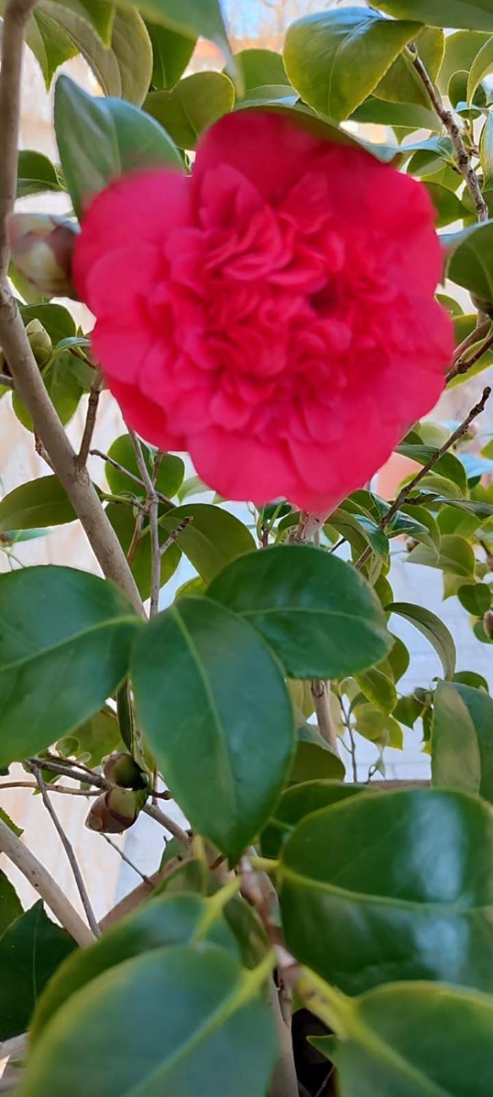 דירות קמפובאסו Pia'S House Garden מראה חיצוני תמונה