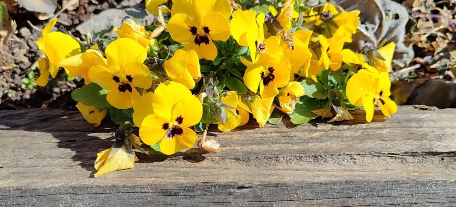 דירות קמפובאסו Pia'S House Garden מראה חיצוני תמונה
